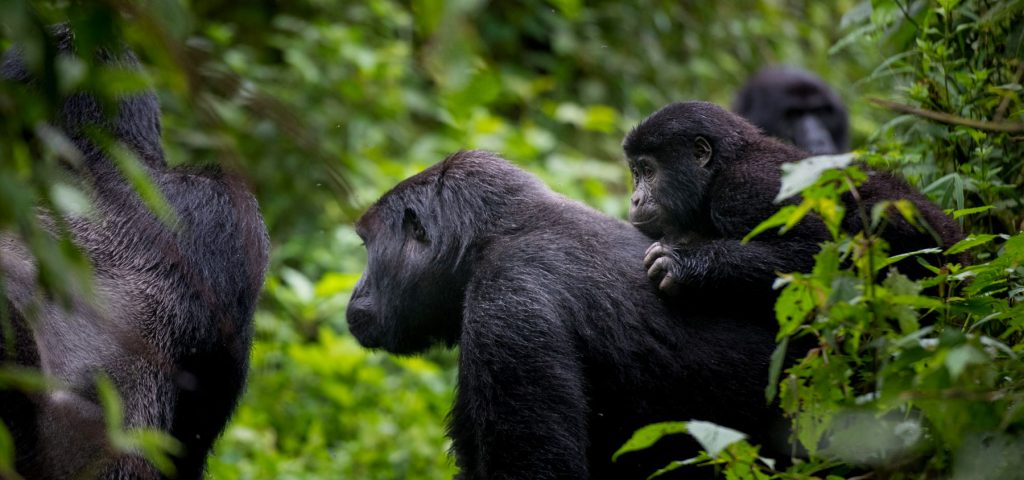 best-gorilla-trekking-in-uganda-and-rwanda