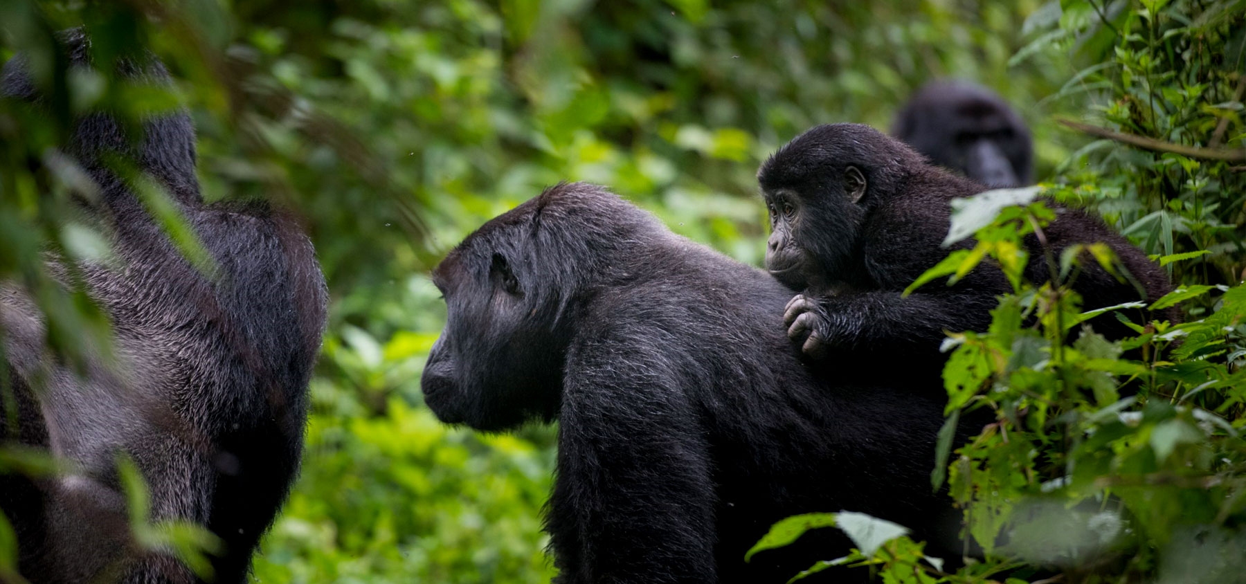 best-gorilla-trekking-in-uganda-and-rwanda best-gorilla-trekking-in-uganda-and-rwanda