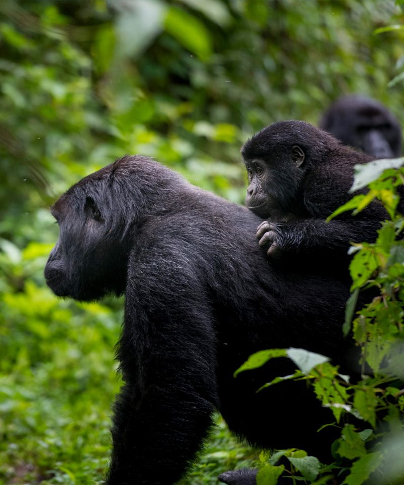 gorilla-trekking-in-uganda-and-rwanda