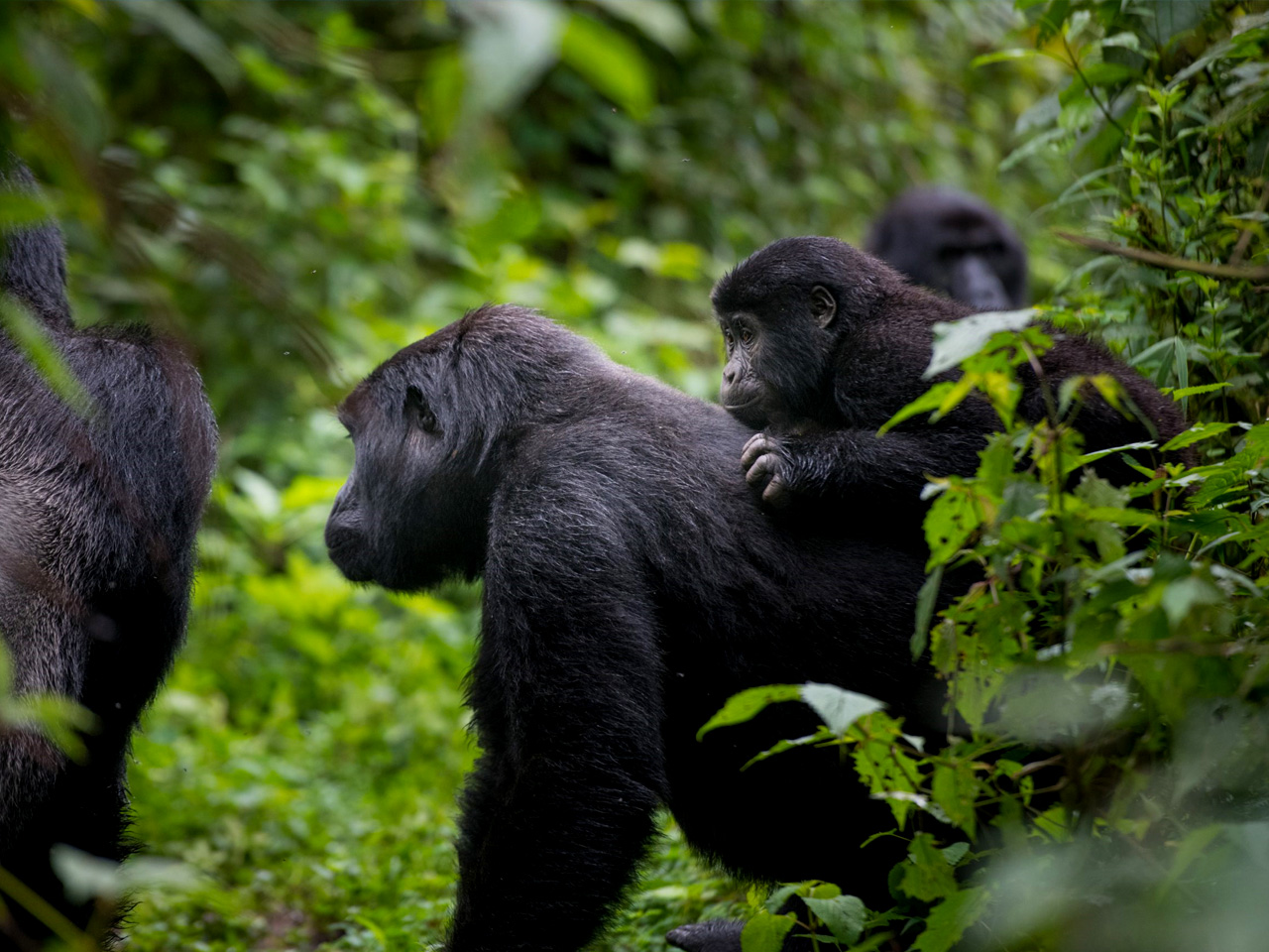 gorilla-trekking-in-uganda-and-rwanda